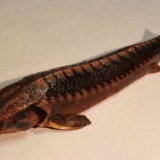 Toplo dimljena jesetra: kalorije, koristi i štete, recepti sa fotografijama